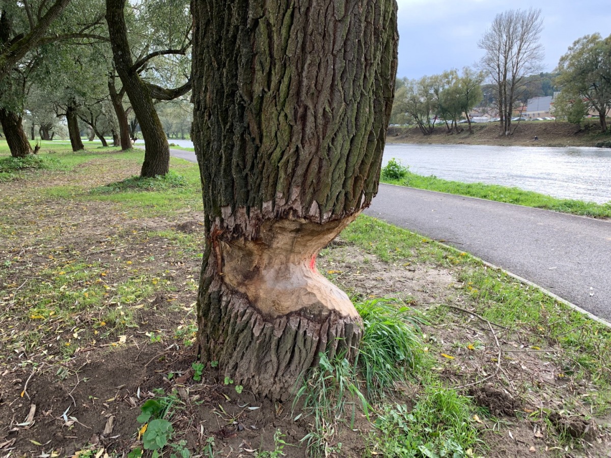 SYGNAŁY CZYTELNIKÓW: Niebezpieczne drzewo przy ścieżce rowerowej [ZDJĘCIA]  - Zdjęcie główne