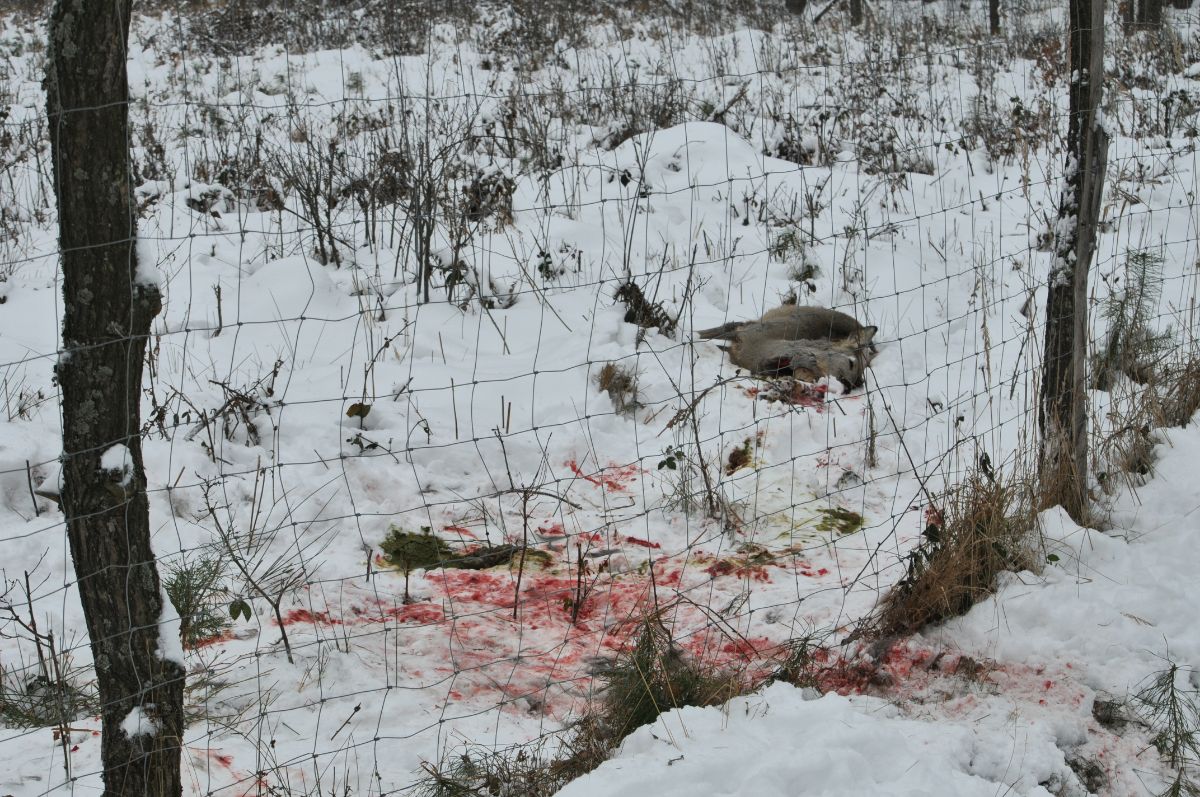 Kłusownictwo na terenie RDLP w Krośnie - wciąż istnieje i zbiera swoje żniwa [ZDJĘCIA] - Zdjęcie główne