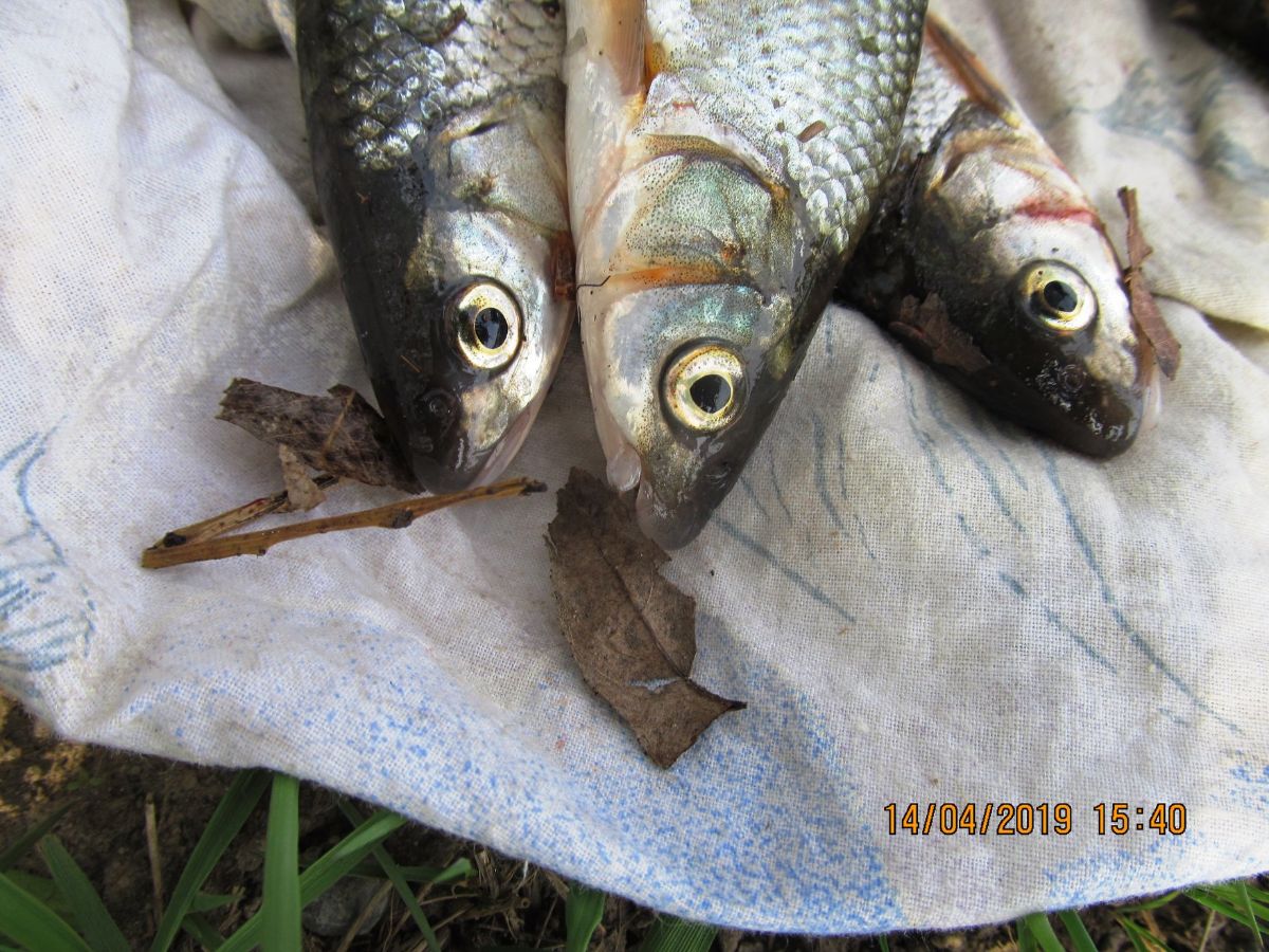 Kłusownicy z Ukrainy zatrzymani podczas nielegalnego połowu ryb na tarlisku - Zdjęcie główne