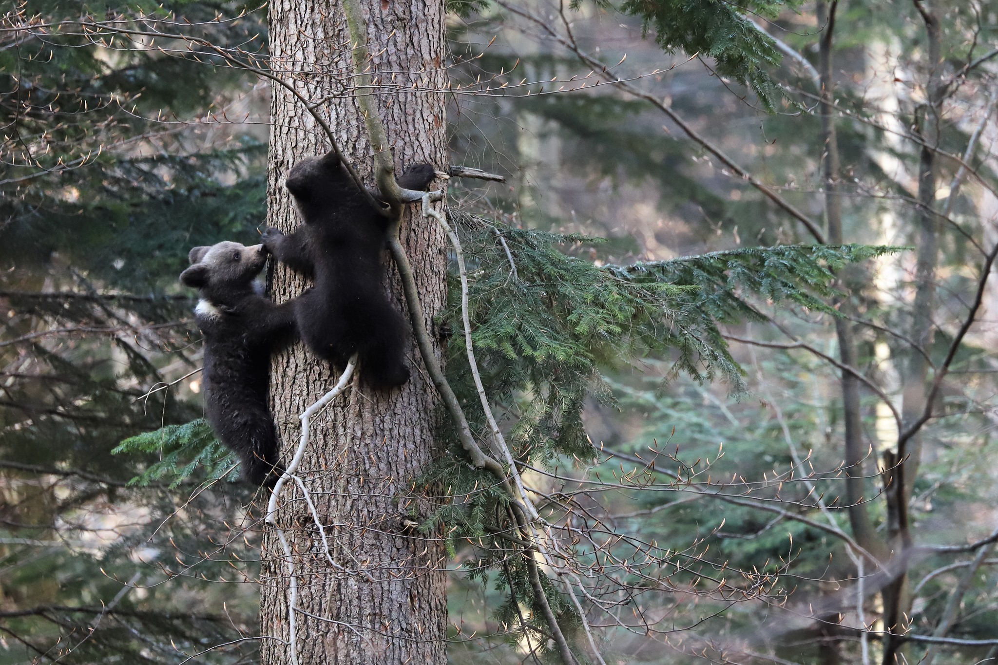 BIESZCZADY. Najpiękniejsze zdjęcia podkarpackiej fauny [FOTO] - Zdjęcie główne