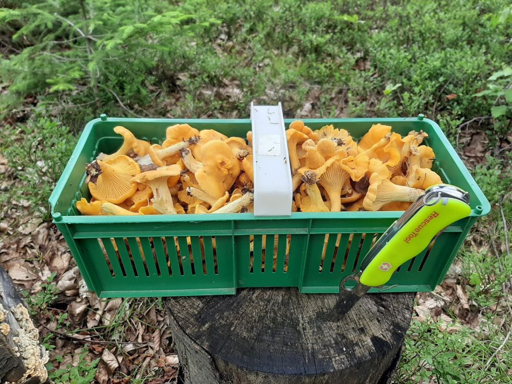 Uważaj na trujące grzyby! - Zdjęcie główne