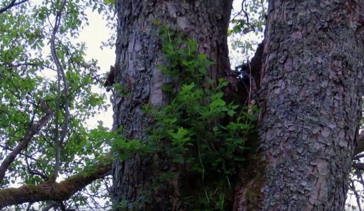 BIESZCZADY: Krzew owocowy na drzewie? Tak agrest na jaworze! [VIDEO] - Zdjęcie główne