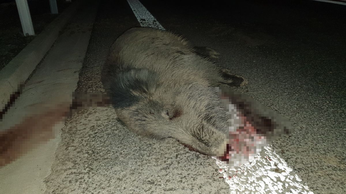 SANOK: Dwa duże dziki potrącone na obwodnicy [FOTO] - Zdjęcie główne