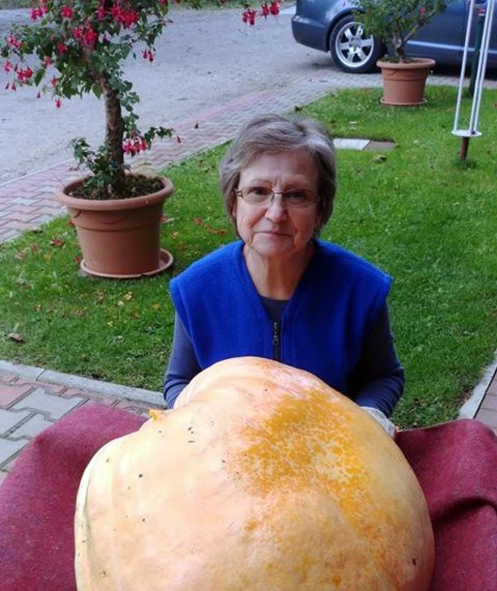 ZAGÓRZ: Dynia gigant! Wyrosła olbrzymia bo była regularnie głaskana [ZDJĘCIA] - Zdjęcie główne