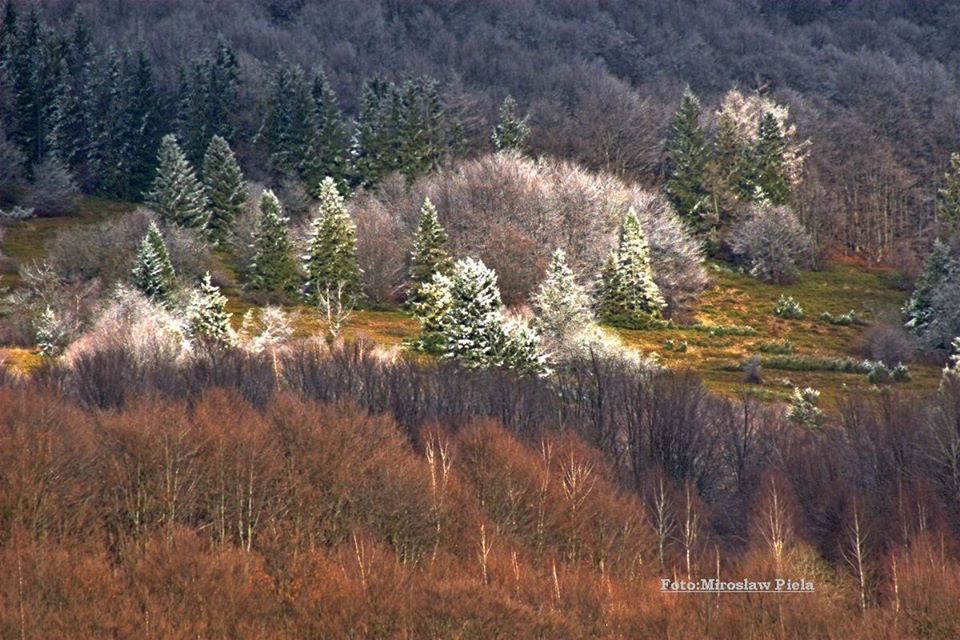 Bieszczady szronem malowane [ZDJĘCIA] - Zdjęcie główne