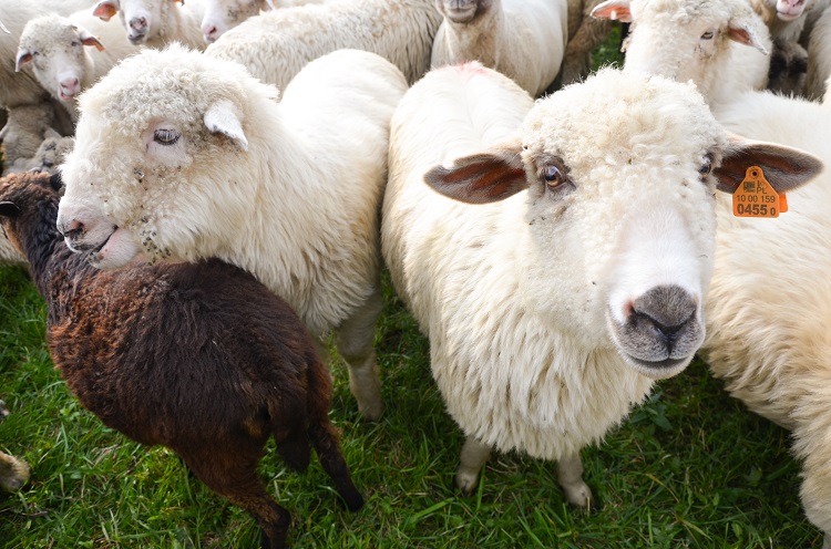 Owce zagonione - Zdjęcie główne