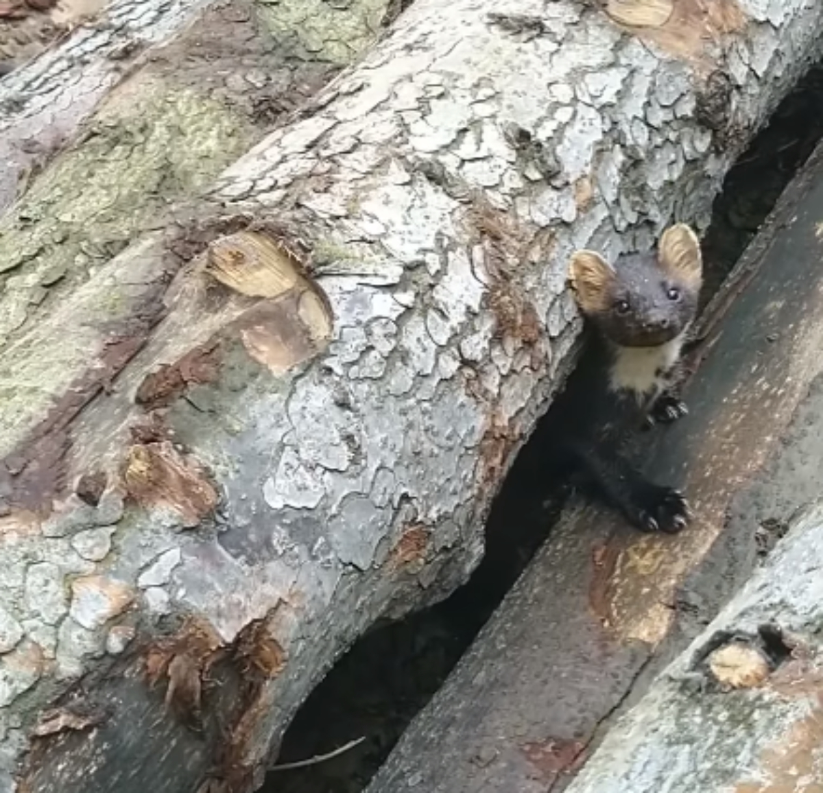 BIESZCZADY: Ciekawskie spojrzenie na składzie drewna [VIDEO] - Zdjęcie główne