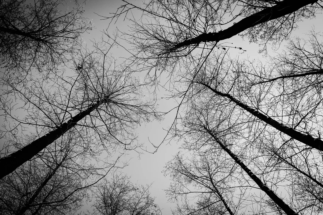 Tragedia w Siemuszowej. W lesie znaleziono 65-latka przygniecionego przez drzewo - Zdjęcie główne