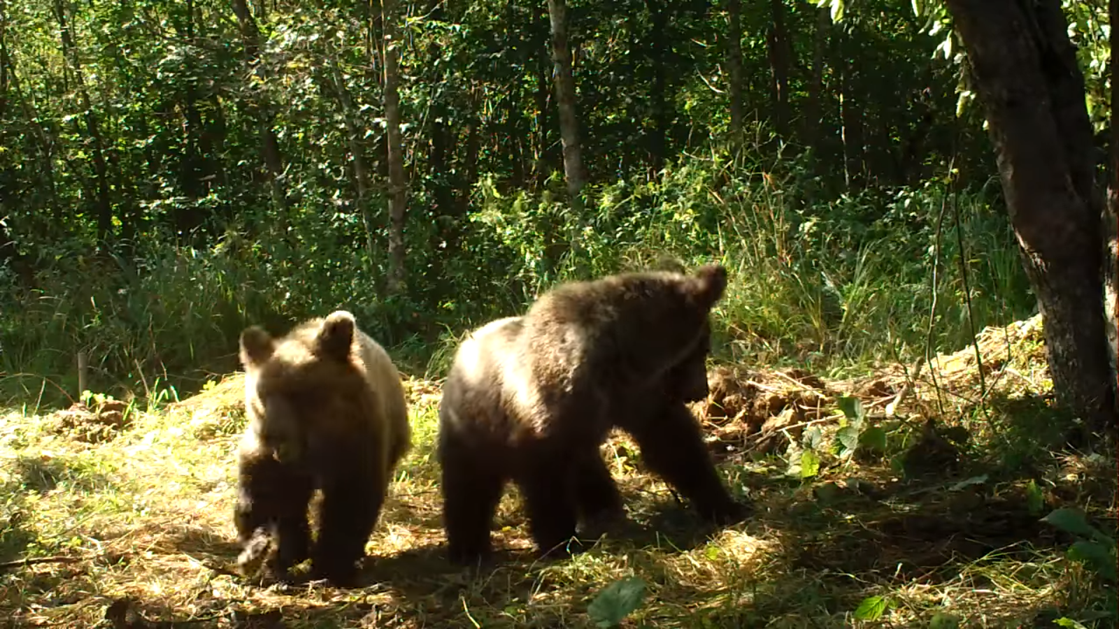 Bieszczady: Niedźwiadki buszujące w starym sadzie [VIDEO] - Zdjęcie główne