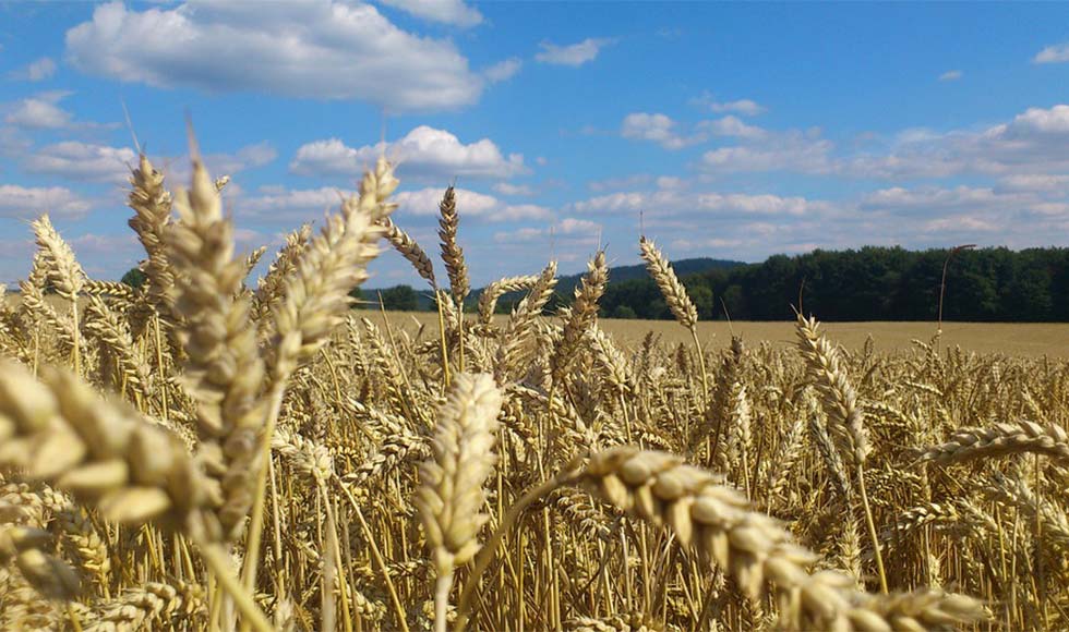 Jak prawidłowo wybrać nasiona kukurydzy i pszenicy? - Zdjęcie główne