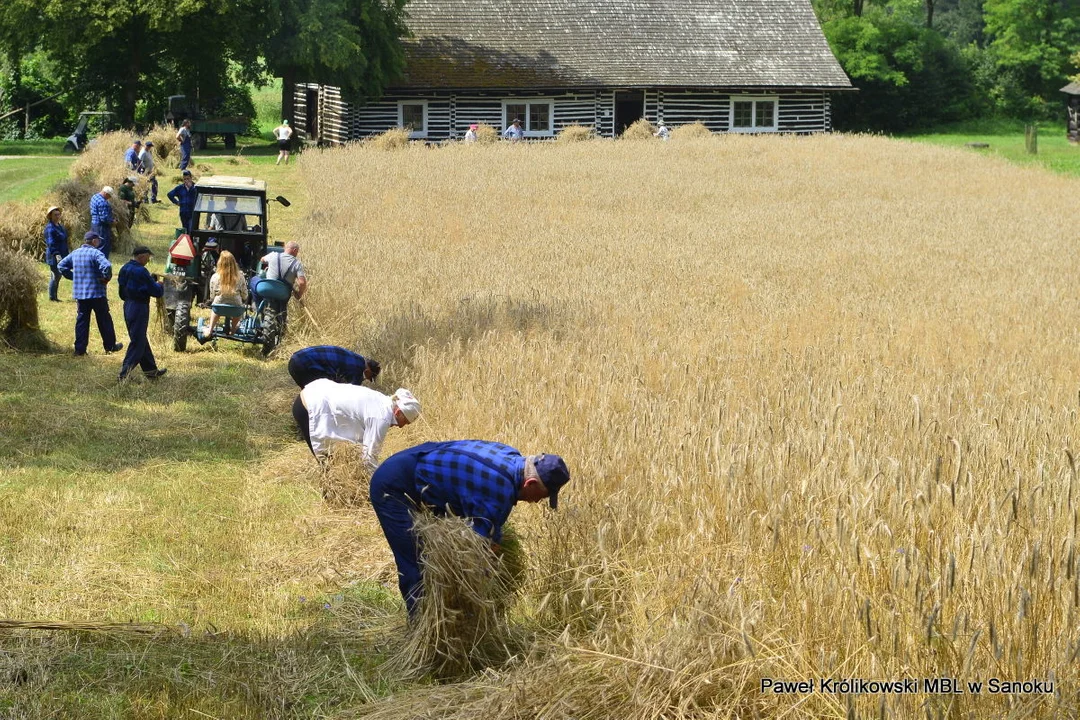 Snopowiązałki i powrósła. Już po żniwach w sanockim skansenie [ZDJĘCIA] - Zdjęcie główne