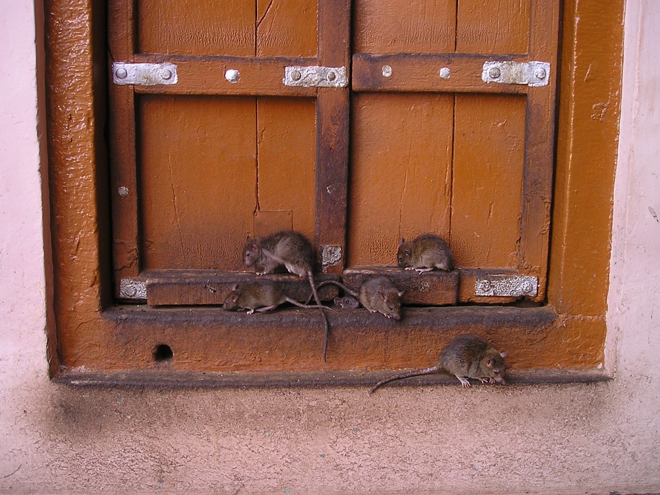 Szczur pogryzł staruszkę w Domu Pomocy Społecznej! - Zdjęcie główne
