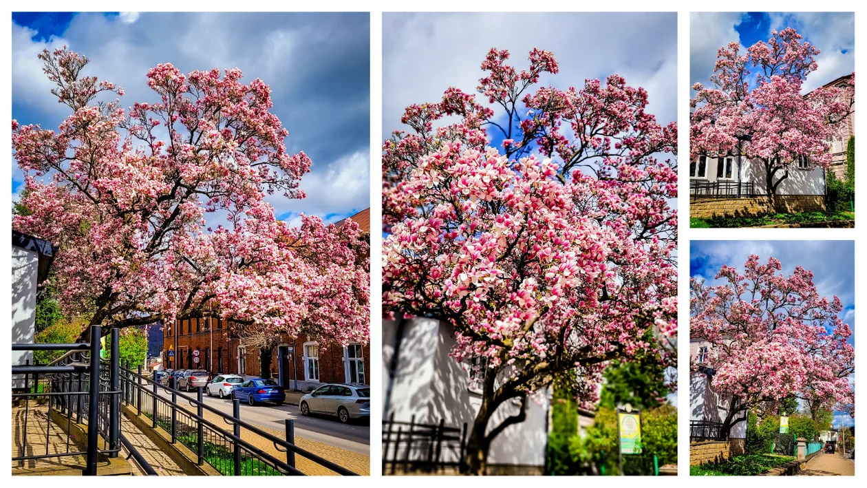 Sanocka magnolia „Zofia” otrzyma status Pomnika Przyrody! - Zdjęcie główne