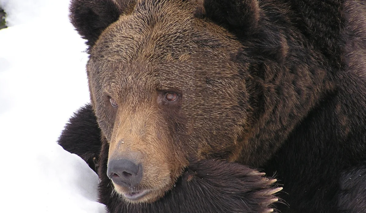 Niedźwiedź blisko zabudowań w gminie Zagórz. Co wabi dzikie zwierzęta w rejony ludzi? [WIDEO] - Zdjęcie główne