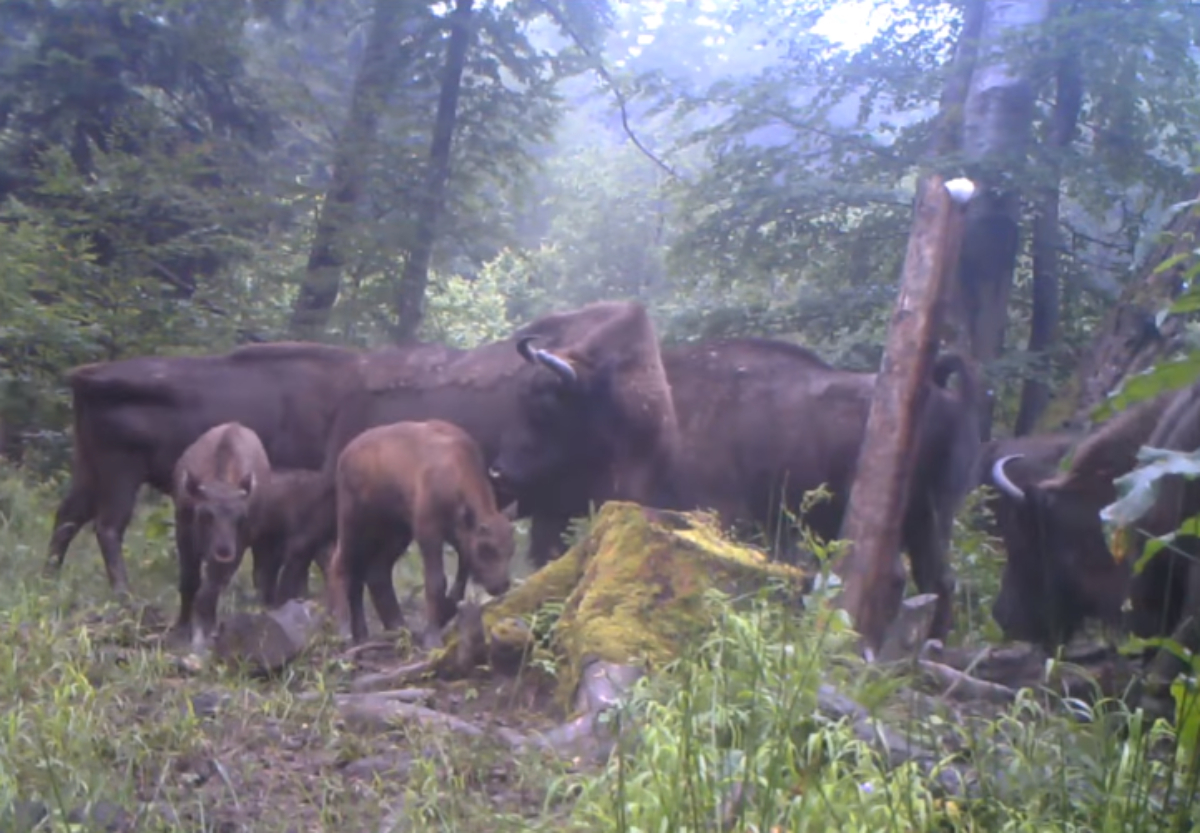 BIESZCZADY: Zobaczcie przepiękne stado Baligrodzkich żubrów [VIDEO] - Zdjęcie główne