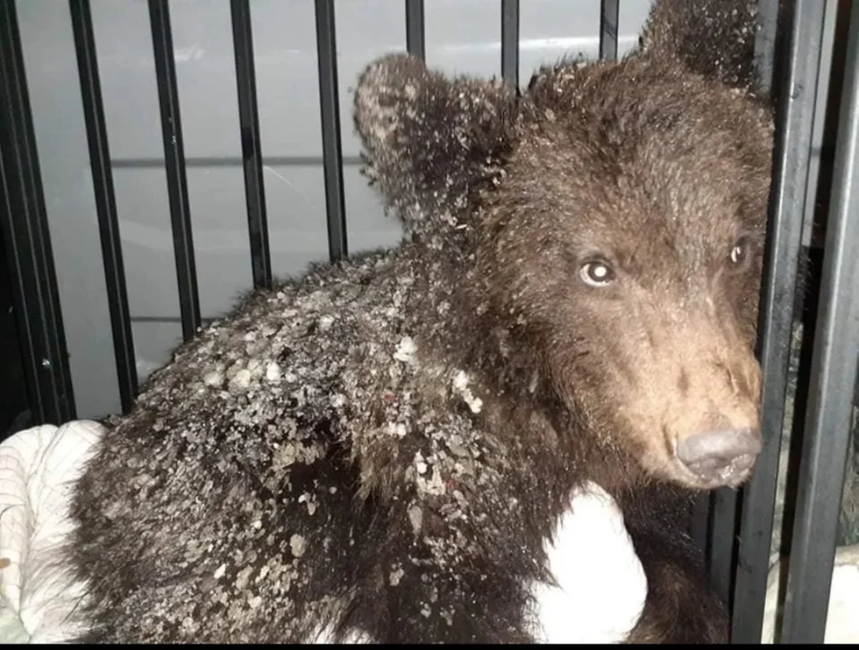 Żałuję, że mały niedźwiadek nie został zjedzony przez wilki. Dyrektor poznańskiego ZOO komentuje akcję ratowania misia - Zdjęcie główne