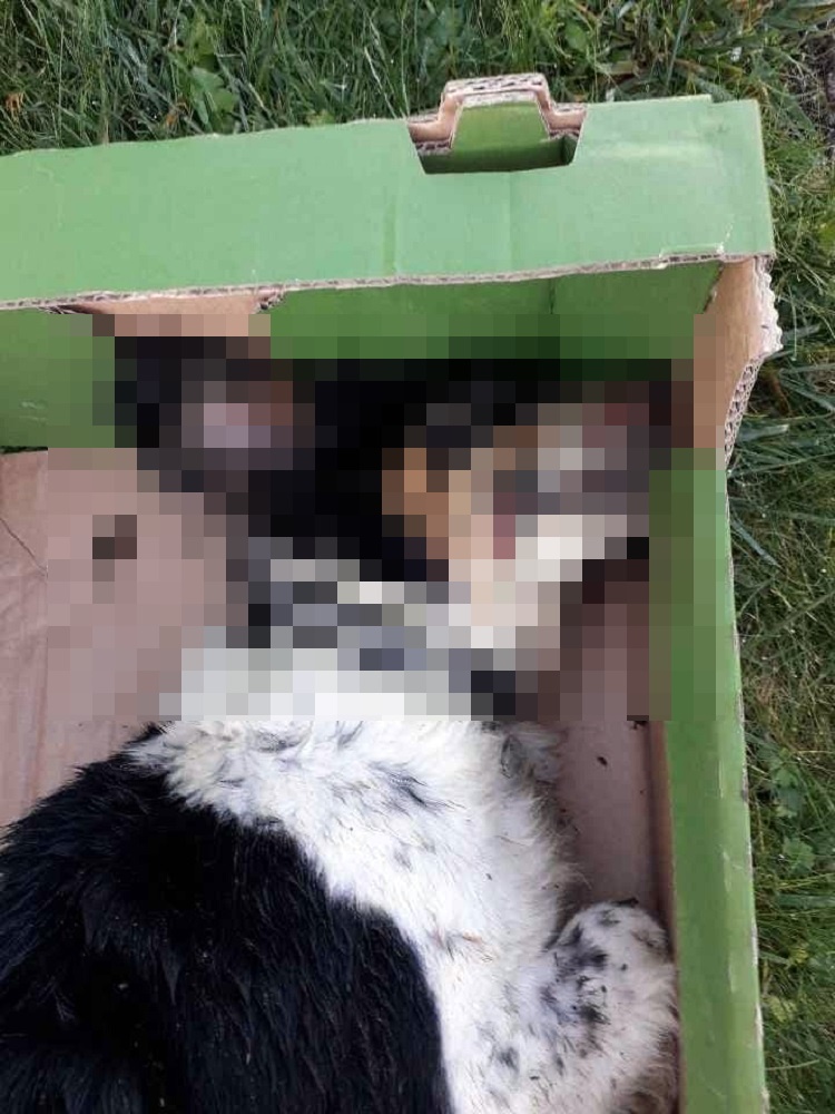 Ktoś bestialsko zabił psa. Jest nagroda za wskazanie sprawcy - Zdjęcie główne
