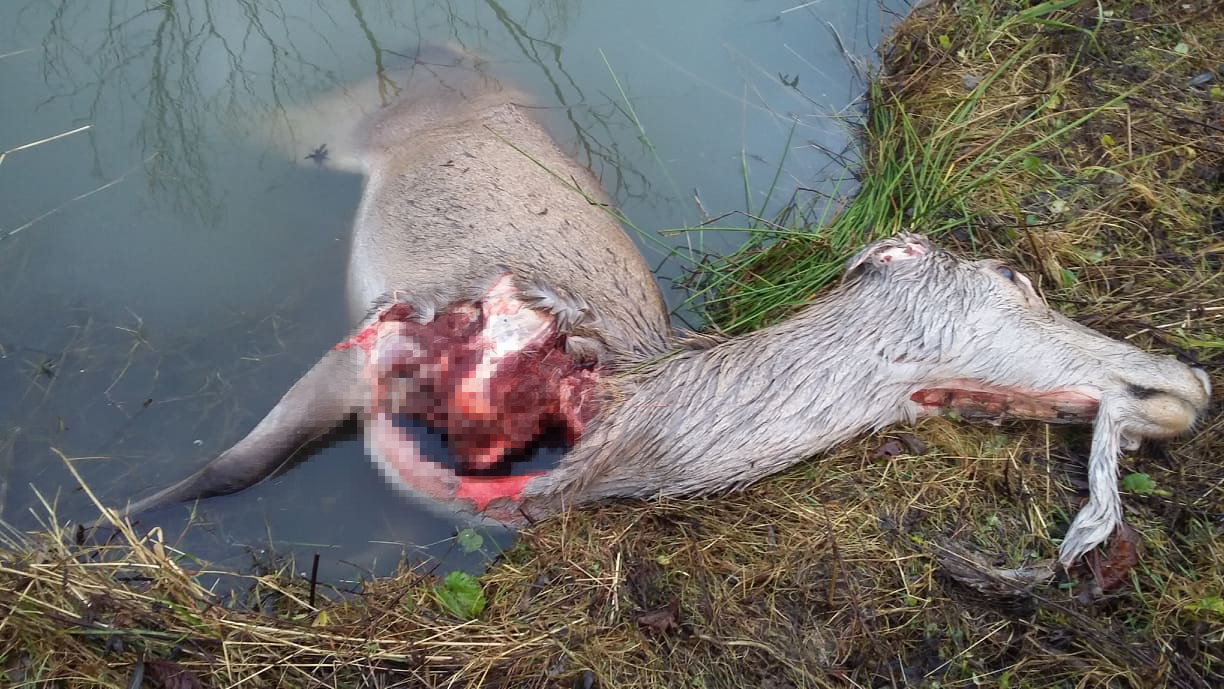 BIESZCZADY: Kolejny atak wilków. Ludzie boją się wychodzić z domów! [DRASTYCZNE VIDEO I ZDJĘCIA] - Zdjęcie główne