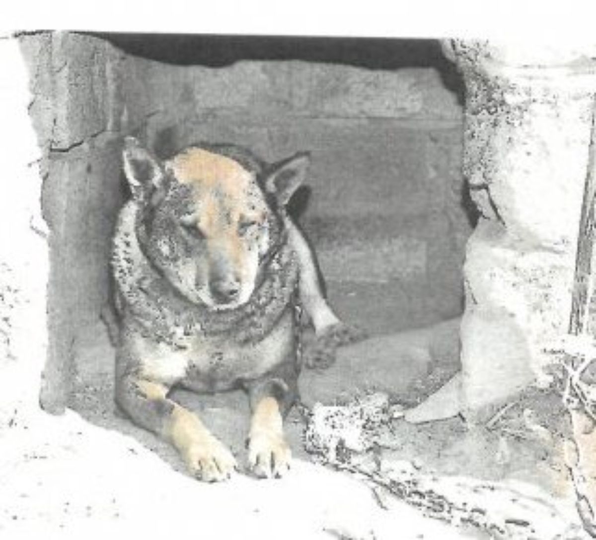 Znęcał się nad psem - grozi mu do 3 lat więzienia - Zdjęcie główne
