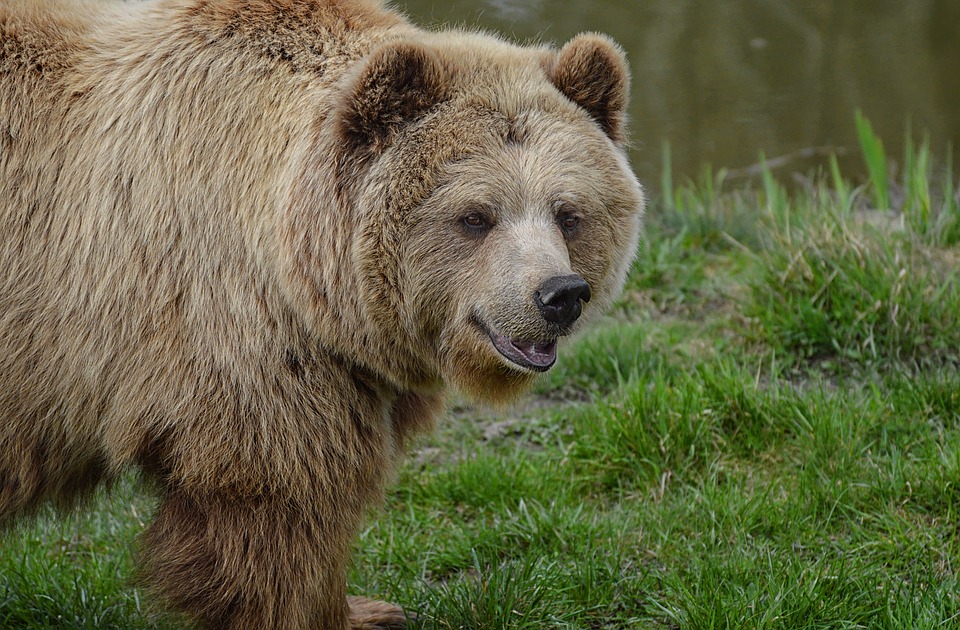 BIESZCZADY: Atak niedźwiedzia na człowieka. Poturbowanego zabrało pogotowie - Zdjęcie główne