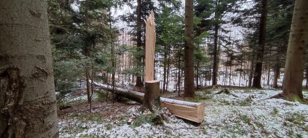 Drzewo samo obroniło się przed złodziejami. Niebywała akcja w lesie!   - Zdjęcie główne
