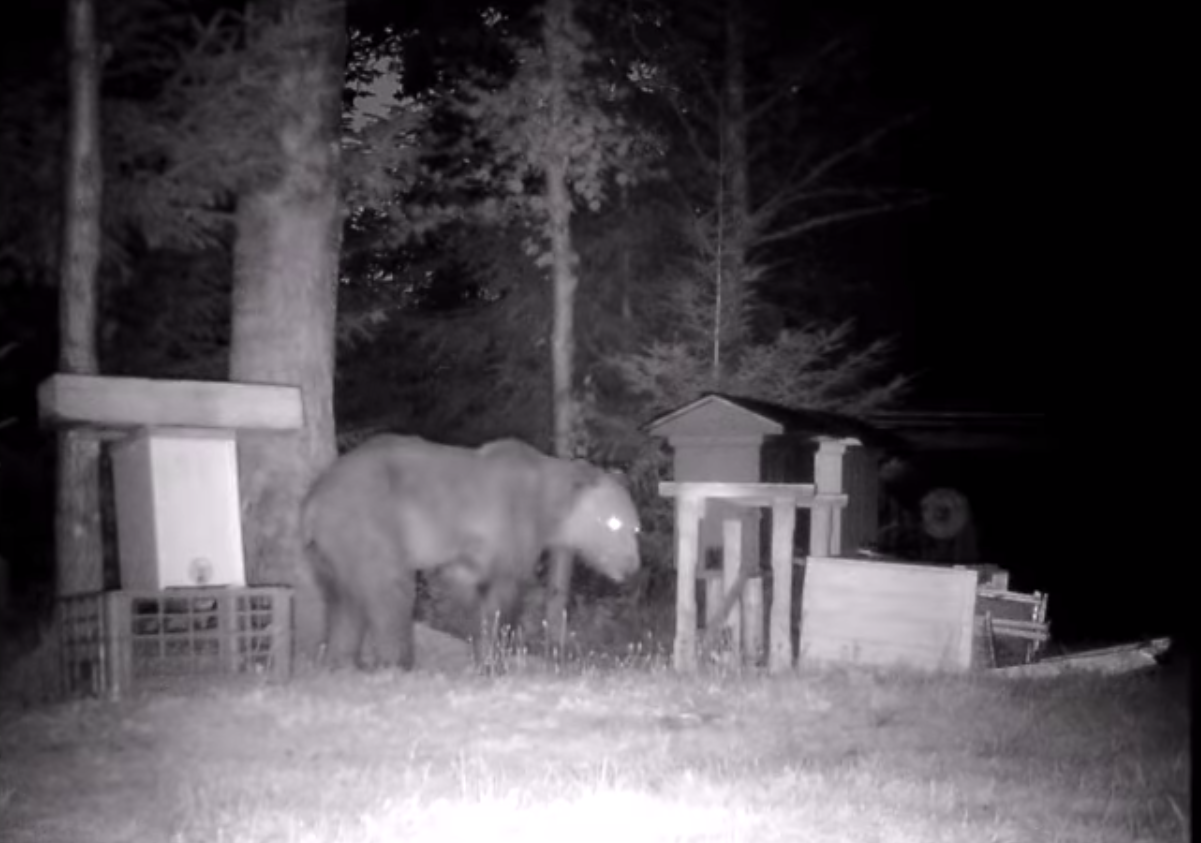 Bieszczady. Złodziejaszek miodu w akcji [VIDEO] - Zdjęcie główne