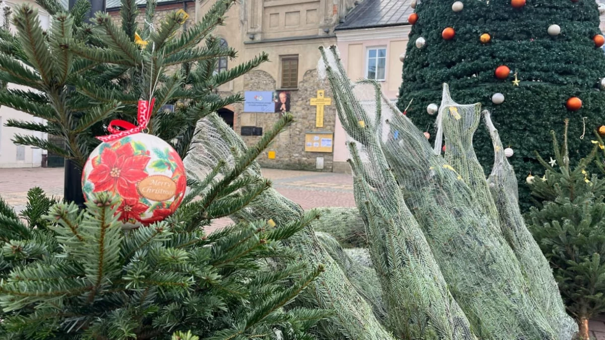 Akcja “Łączy nas choinka” na sanockim rynku - Zdjęcie główne