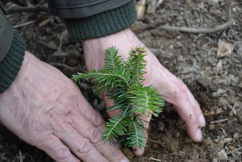 BIESZCZADY: Akcja odnawiania lasu. 1000 drzew na minutę! - Zdjęcie główne