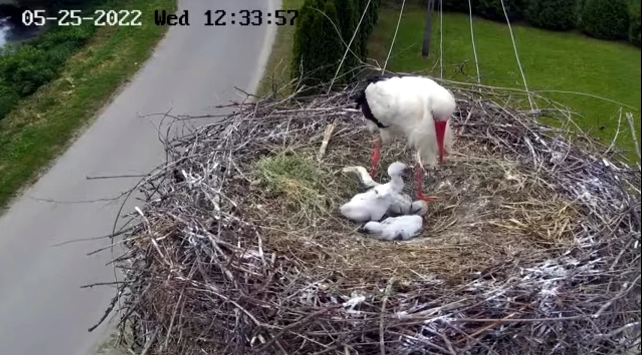 Małe bocianki już się wykluły! Zobacz jak opiekują się nimi rodzice [ZDJĘCIA+WIDEO] - Zdjęcie główne