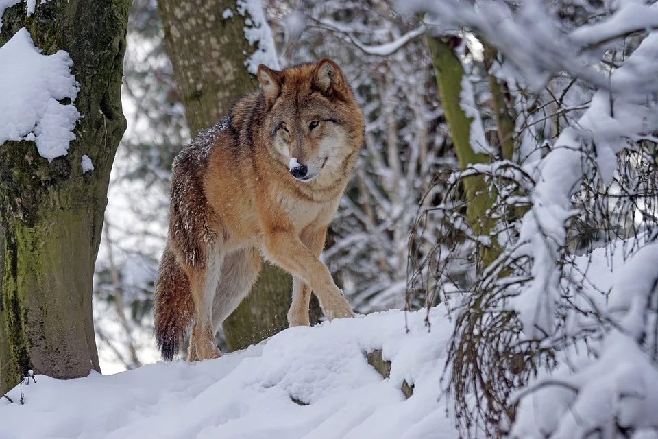 Bieszczady - wilki sieją spustoszenie i pozostają bezkarne? - Zdjęcie główne