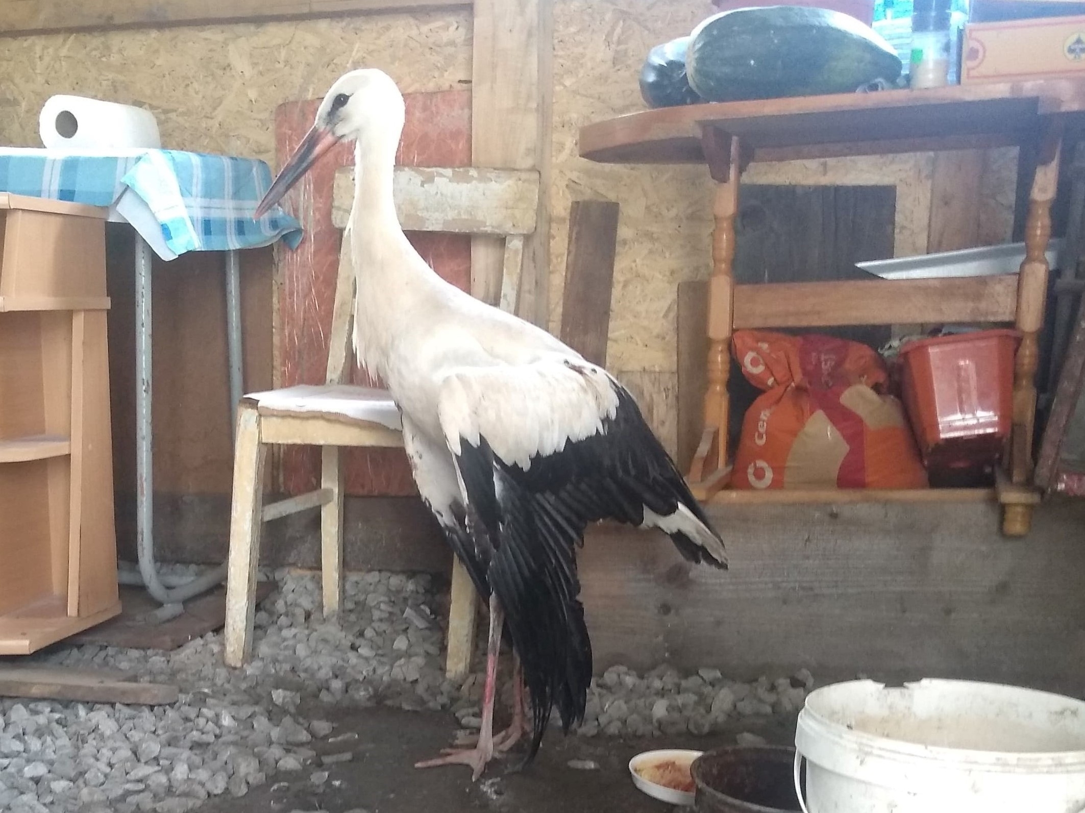 Bieszczady: Niecodzienny gość w kurniku [FOTO] - Zdjęcie główne