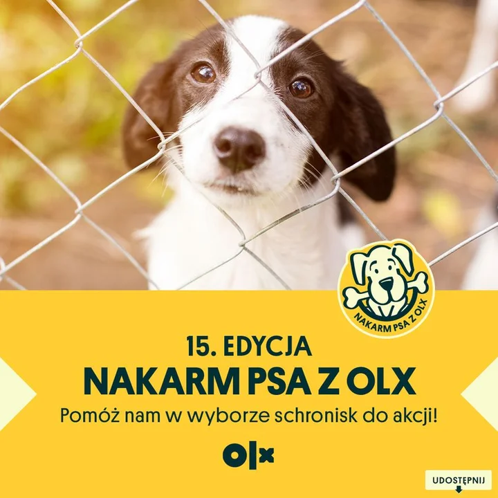Schroniska z Mielca i okolic biorą udział w akcji "Nakarm psa z OLX". Wystarczy zostawić jeden komentarz! - Zdjęcie główne