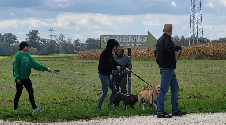 Brak planów na niedzielę? Mieleckie Stowarzyszenie "Zwierzoluby" zaprasza na niedzielne spacery z podopiecznymi Schroniska "Czekadełko" - Zdjęcie główne