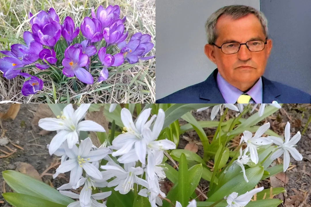 "Co roku wiosną"-  wiersz mieleckiego poety Zbigniewa Michalskiego - Zdjęcie główne