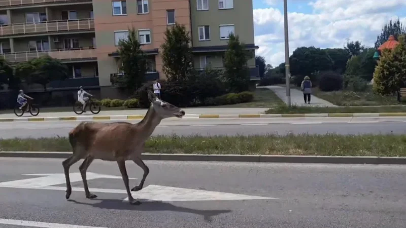 Obrazek do pytania - Na jakiej rzeszowskiej ulicy zauważono biegającą sarnę, której film błyskawicznie stał się hitem na TikToku?