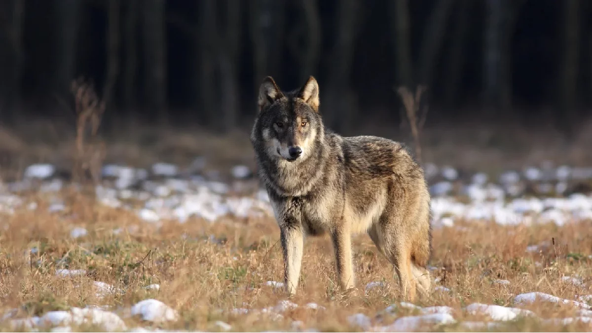 Wilki w powiecie rzeszowskim. Gmina ostrzega mieszkańców - Zdjęcie główne