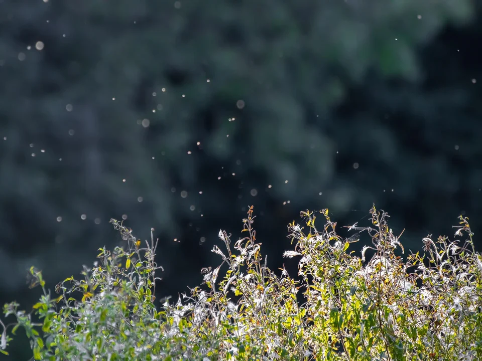 Czy będą opryski na komary i kleszcze w tym sezonie w Rzeszowie?  - Zdjęcie główne