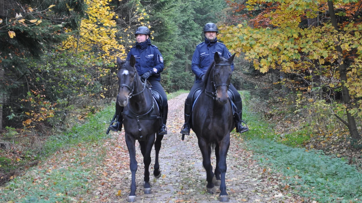 Policja na koniach patroluje lasy. W jakim celu? - Zdjęcie główne