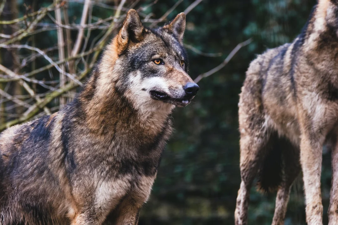 Zagryzają psy i zwierzęta hodowlane. Coraz więcej wilków na Podkarpaciu. Gminy wydają oświadczenia - Zdjęcie główne