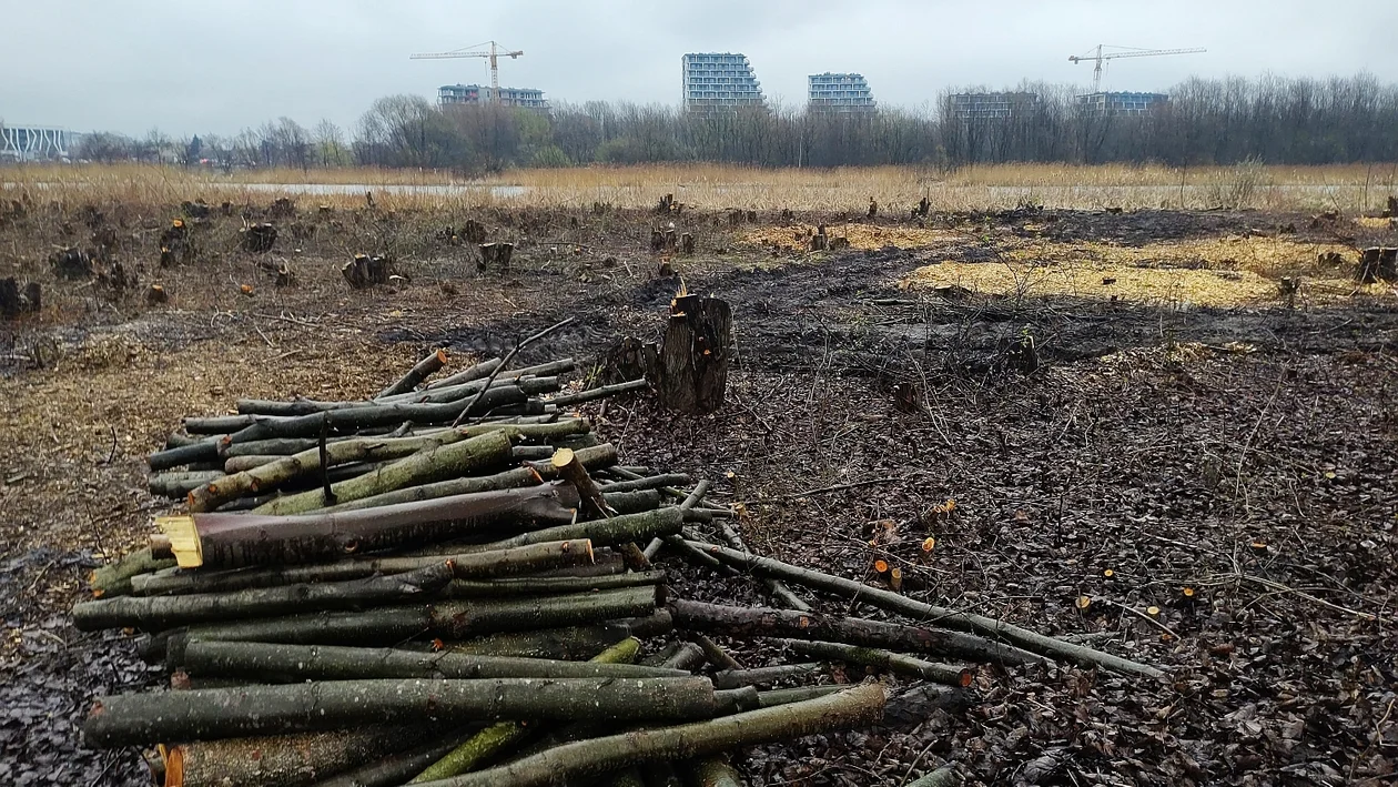 Wycinka drzew nad Wisłokiem w Rzeszowie. Czym była spowodowana? Ma to związek z odmulaniem Wisłoka [ZDJĘCIA] - Zdjęcie główne