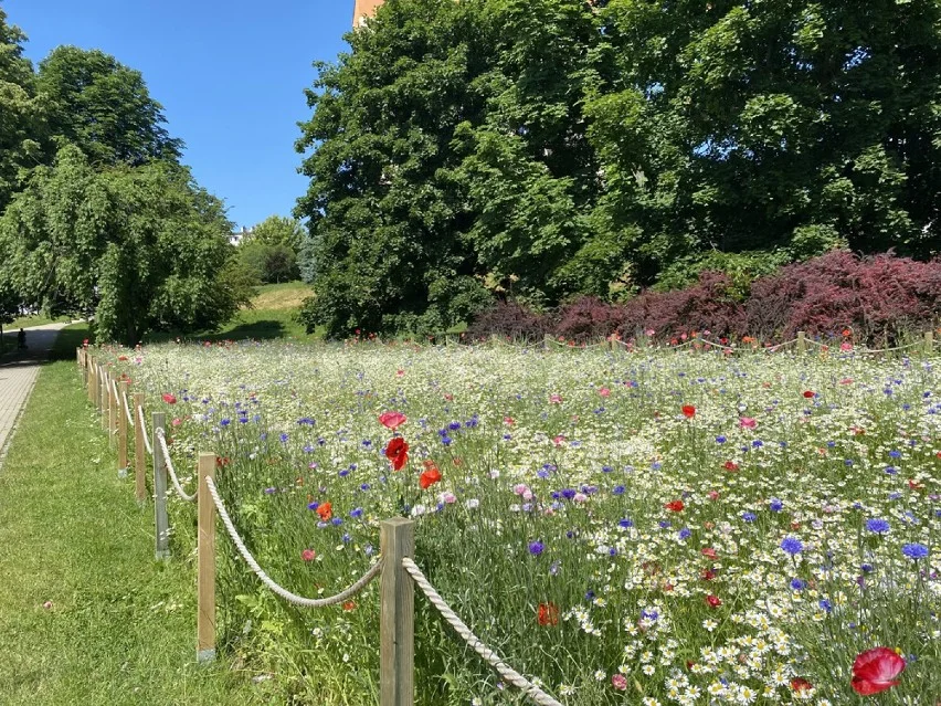 Rzadsze koszenie trawników oraz łąki kwietne w Rzeszowie. Nowe zasady dotyczące terenów zielonych - Zdjęcie główne