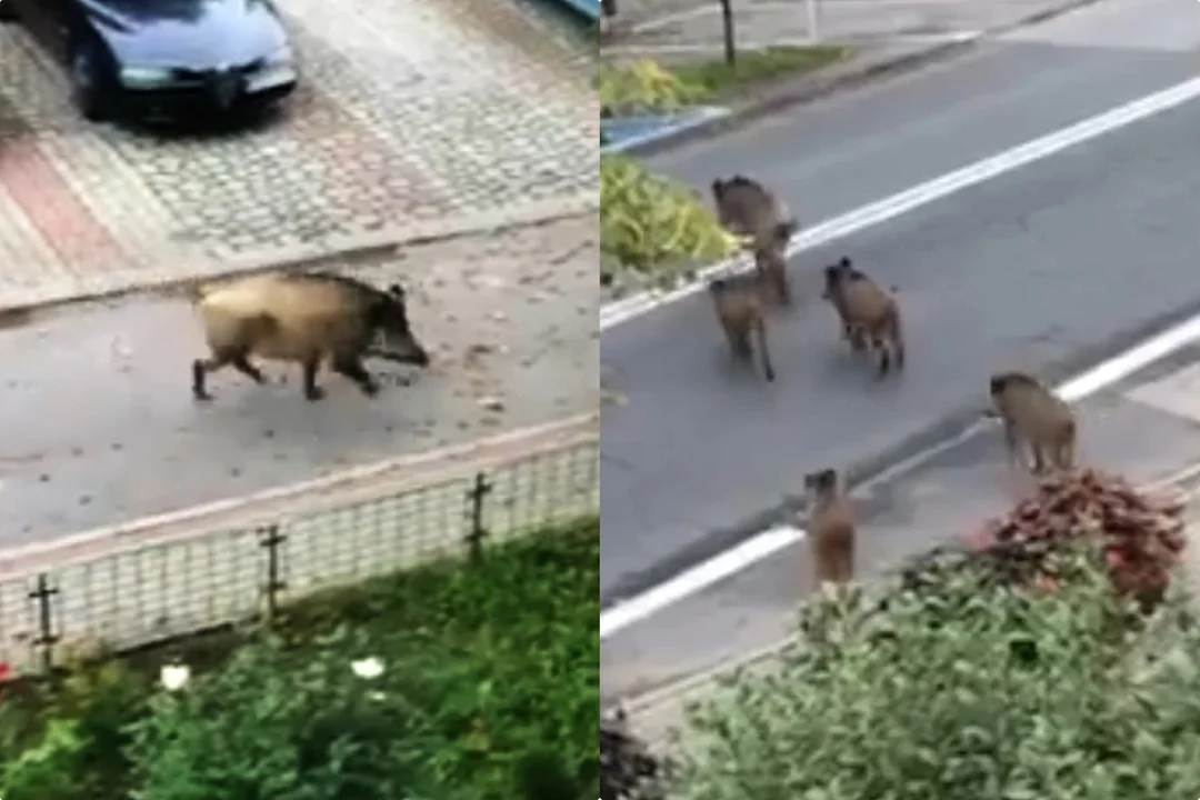 Dziki w Rzeszowie to nie pojedynczy przypadek. „Miasto się rozbudowuje i zwierzęta zatracają strach przed człowiekiem” - Zdjęcie główne