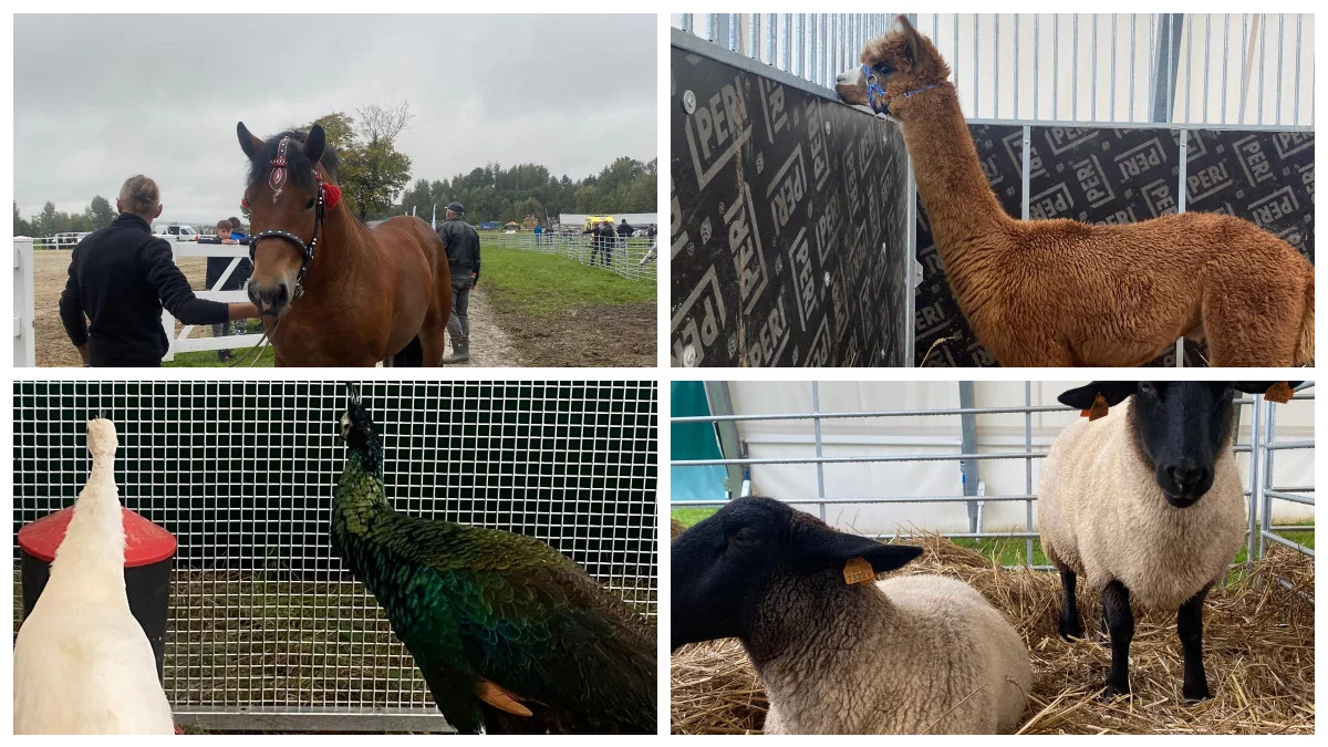 Konie, kozy, koguty, a nawet emu! Wystawa zwierząt i aukcja ogierów w Boguchwale [ZDJĘCIA] - Zdjęcie główne