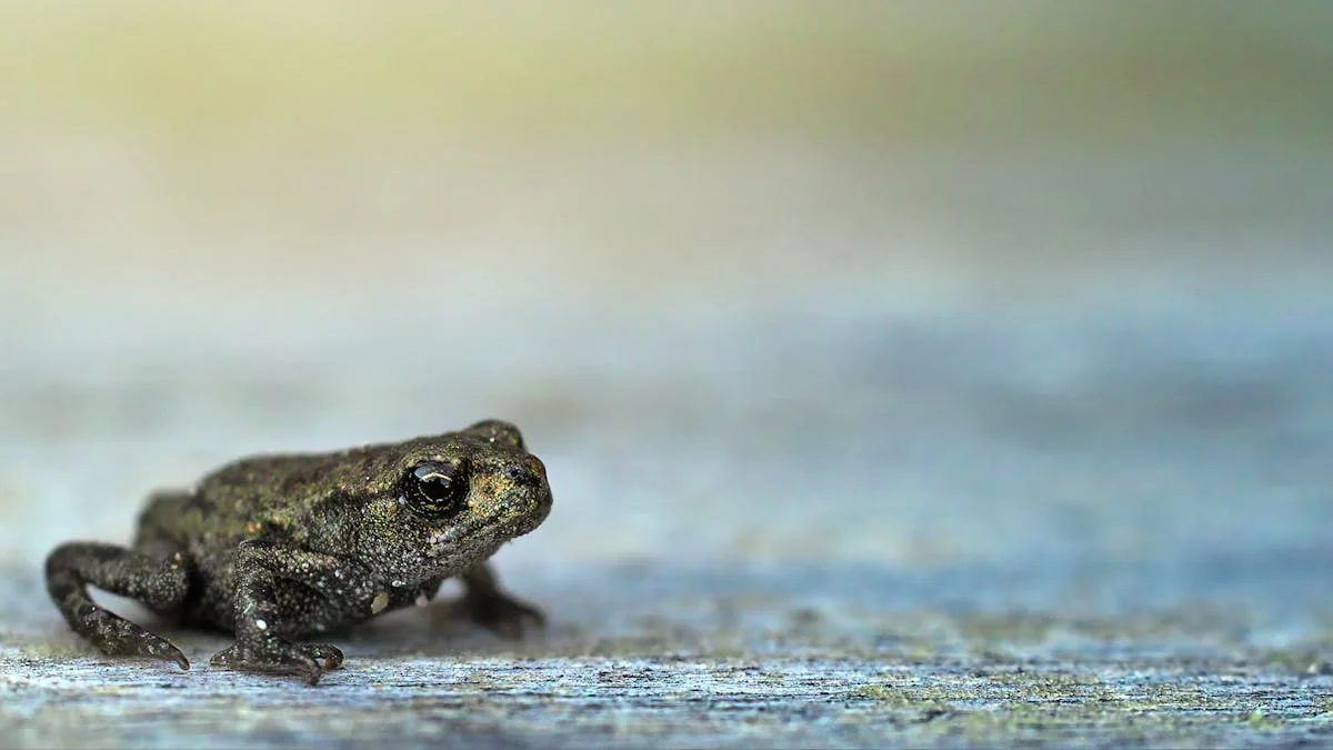 Miasto poszukuje wolontariuszy do odławiania płazów. Kiedy odbędzie się akcja? - Zdjęcie główne