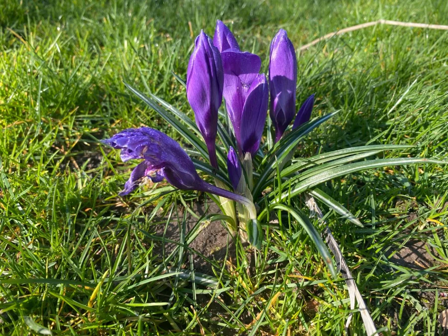 Pierwszy dzień wiosny w Rzeszowie! Słońce i flora zachwycają [ZDJĘCIA] - Zdjęcie główne