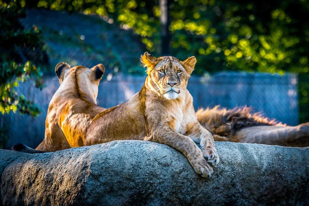 W Rzeszowie powstanie zoo! Słonie, żyrafy, tygrysy i lwy wkrótce pojawią się w mieście - Zdjęcie główne