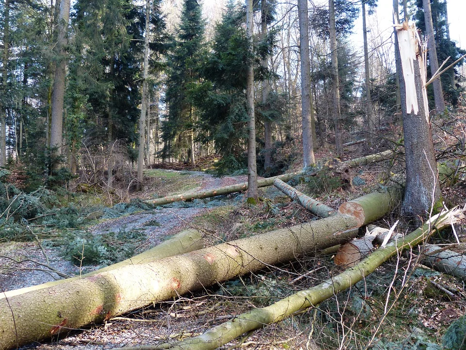 Tragiczny wypadek w lesie. Mężczyznę przygniótł ciągnik - Zdjęcie główne