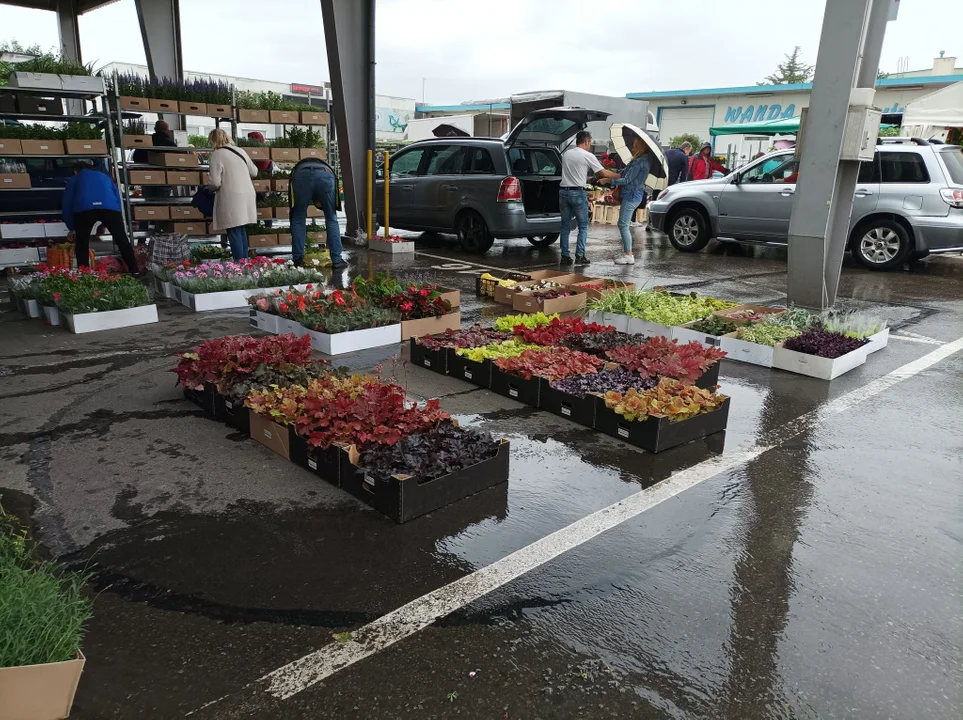 Kwiaty, owoce, dekoracje. Co można kupić na giełdzie przy ul. Lubelskiej w Rzeszowie? [ZDJĘCIA - MAPA] - Zdjęcie główne