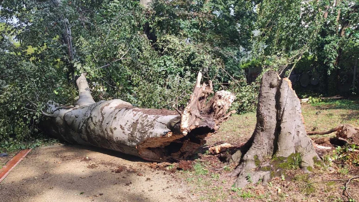 Park przy Muzeum Zamkowym w Łańcucie częściowo zamknięty przez uszkodzenia po burzy - Zdjęcie główne