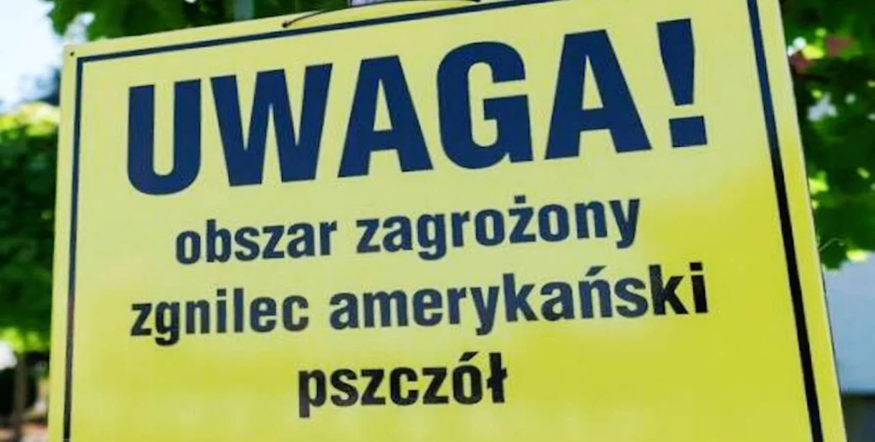 Niebezpieczna choroba atakuje rzeszowskie pszczoły. Wojewódzki Inspektorat Weterynaryjny ostrzega! - Zdjęcie główne